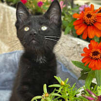 Thumbnail photo of Salem #4