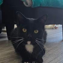 Thumbnail photo of Wesley #2