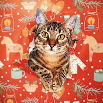 Thumbnail photo of Holly #1