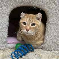 Thumbnail photo of Curley #2