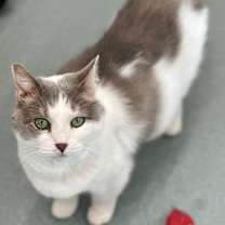 Thumbnail photo of Amelia #2