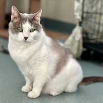 Thumbnail photo of Amelia #3