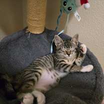 Thumbnail photo of Stagecoach #3