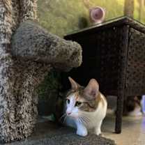 Thumbnail photo of Pepper Potts #3