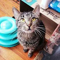 Thumbnail photo of Piper #1