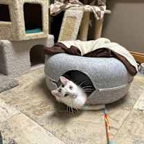 Thumbnail photo of Headlight #4