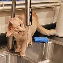 Thumbnail photo of Chalet  #3