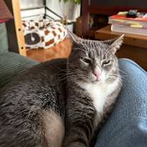 Thumbnail photo of Sheep #3