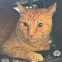 Thumbnail photo of Purrcy #3