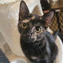 Thumbnail photo of Olivia #1