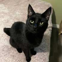 Thumbnail photo of Blobfish #1