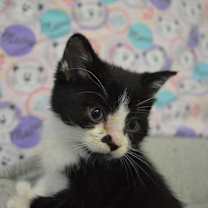 Thumbnail photo of Hodor #1