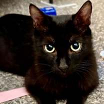 Thumbnail photo of Marigold #1