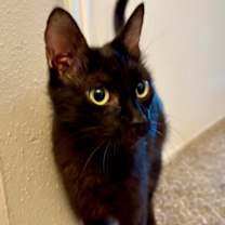 Thumbnail photo of Marigold #3