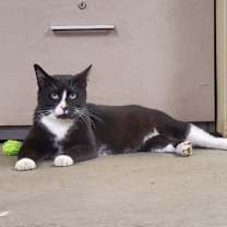 Thumbnail photo of Telemachus #1