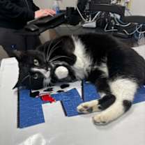 Thumbnail photo of Telemachus #2