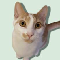 Thumbnail photo of CARROT #1