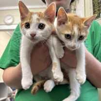 Thumbnail photo of CARROT #2