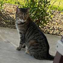 Thumbnail photo of Maggie #2