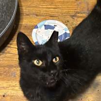 Thumbnail photo of Phantom #2