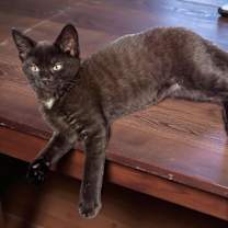 Thumbnail photo of Jujube #1