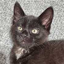 Thumbnail photo of Jujube #2