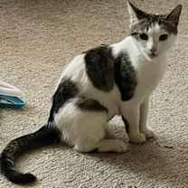 Thumbnail photo of Patches #2