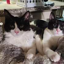 Thumbnail photo of Luna #2