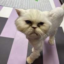 Thumbnail photo of Alfredo #3