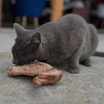 Thumbnail photo of Smokie #3