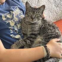 Thumbnail photo of Lion #2