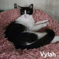 Thumbnail photo of Vylah 7421 #3