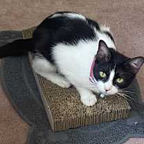 Thumbnail photo of Vylah 7421 #4