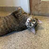 adopt-pet