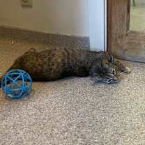 Thumbnail photo of Crumpit #4