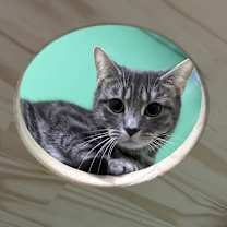 Thumbnail photo of Hairball #3