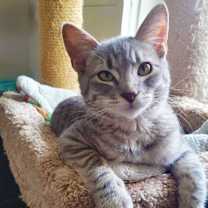 Thumbnail photo of Darlington aka Mr. Wobbles #1