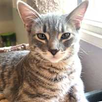 Thumbnail photo of Darlington aka Mr. Wobbles #2