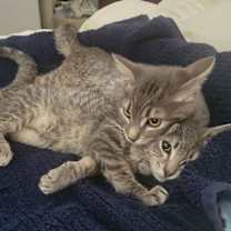 Thumbnail photo of Darlington aka Mr. Wobbles #4