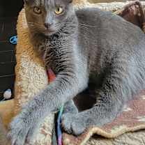 Thumbnail photo of Concord #1