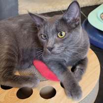 Thumbnail photo of Concord #2