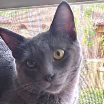 Thumbnail photo of Concord #3