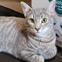 Thumbnail photo of Sonoma #1