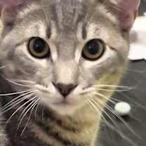 Thumbnail photo of Sonoma #2