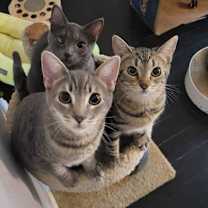 Thumbnail photo of Concord #4