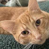 Thumbnail photo of Rusty #1