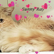 Thumbnail photo of SUNNY RAY #3