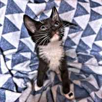 Thumbnail photo of Simone #1