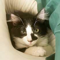 Thumbnail photo of Eclypse #2