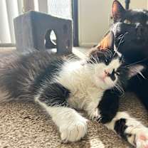 Thumbnail photo of Eclypse #4